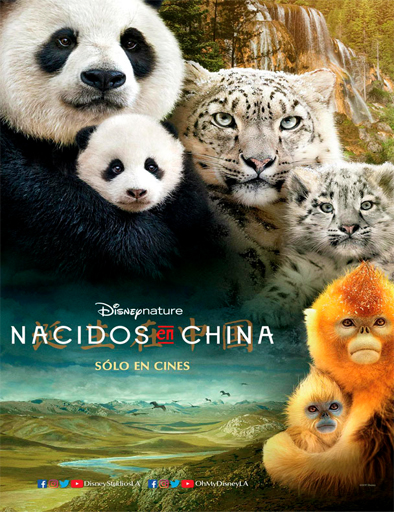 Poster de Born in China (Nacidos en China)